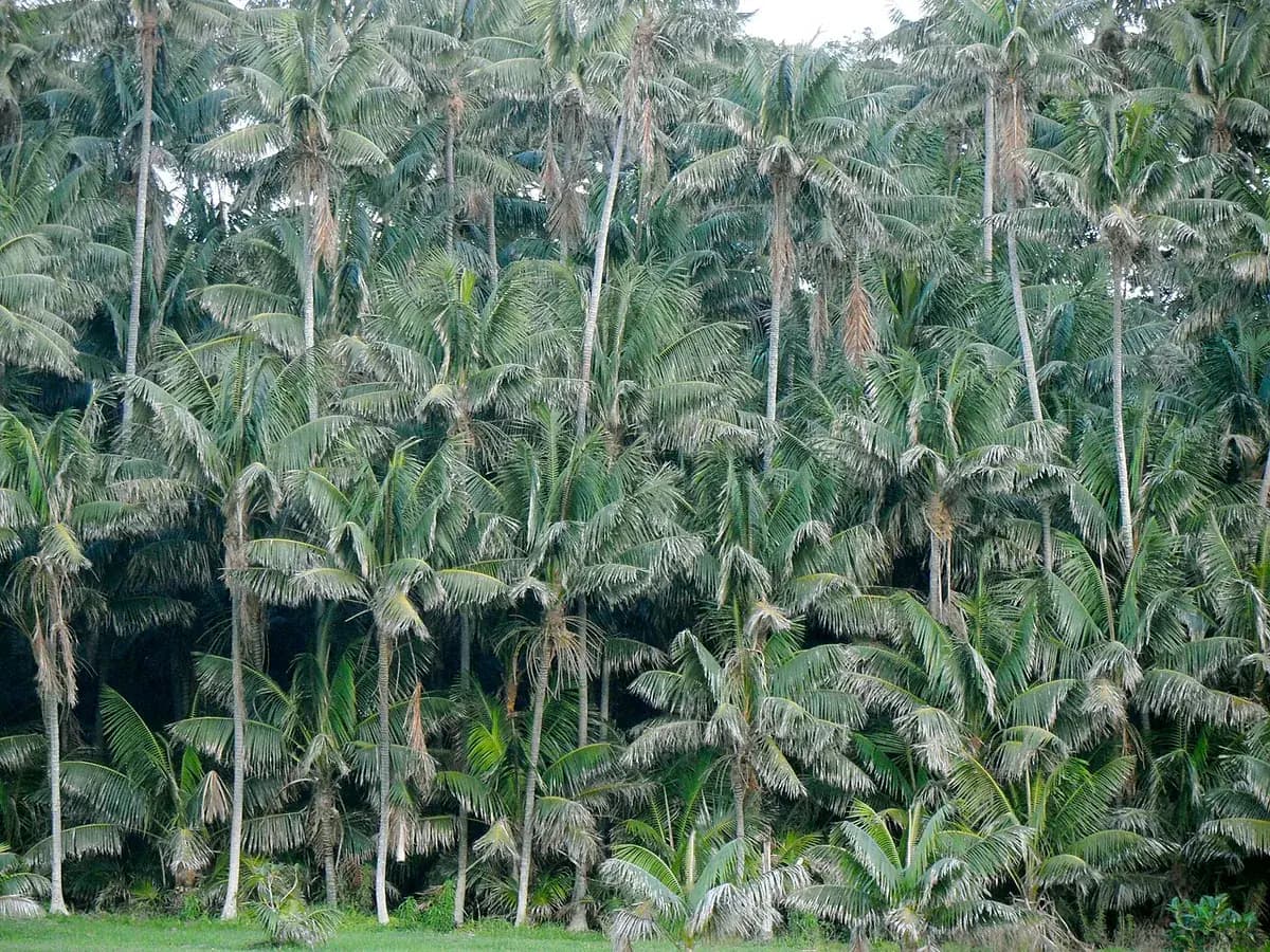 Kentia (Howea forsteriana) — foto real