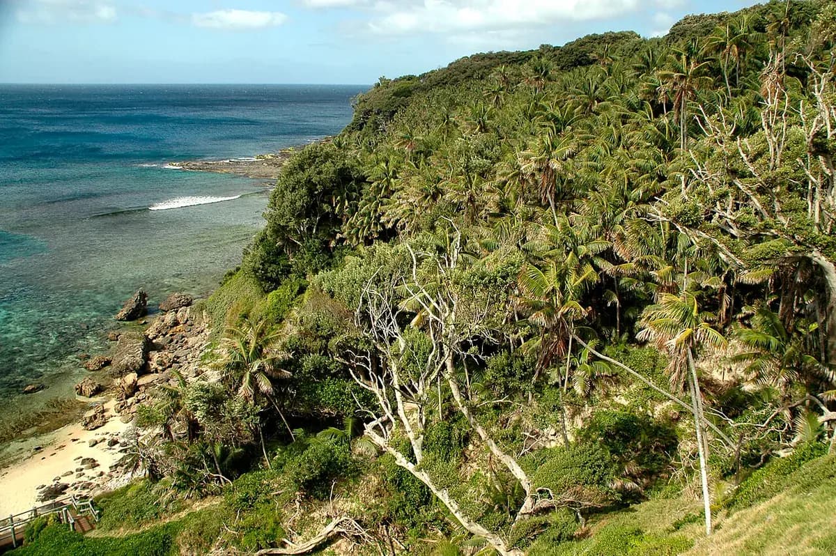 Kentia (Howea forsteriana) — foto real