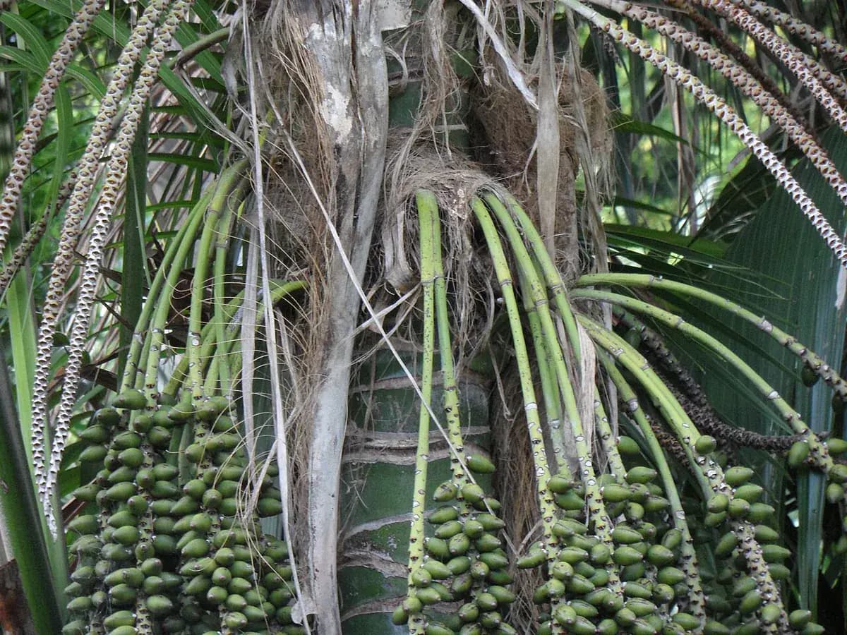 Kentia (Howea forsteriana) — foto real