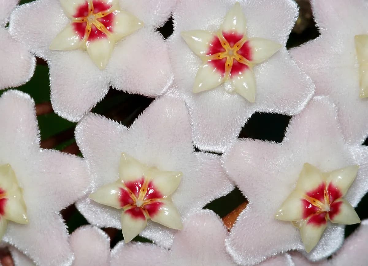 Hoya carnosa (flor de cera) — foto real