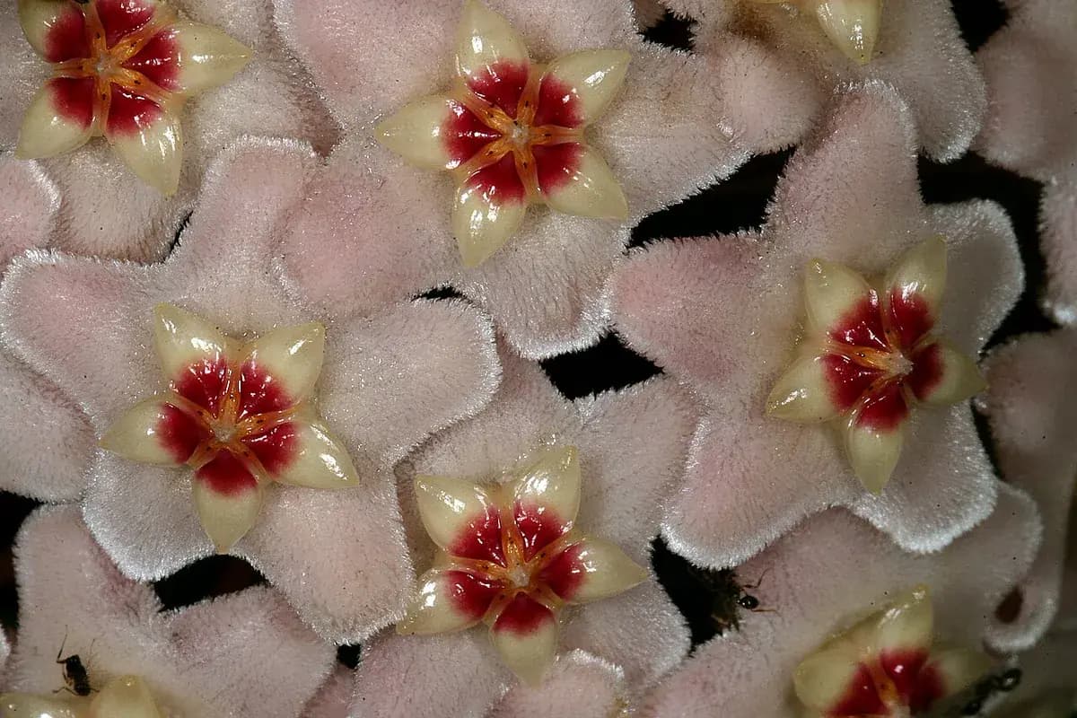 Hoya carnosa (flor de cera) — foto real