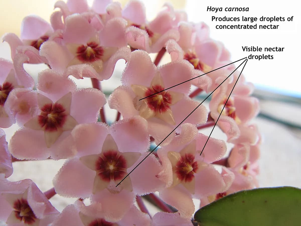 Hoya carnosa (flor de cera) — foto real