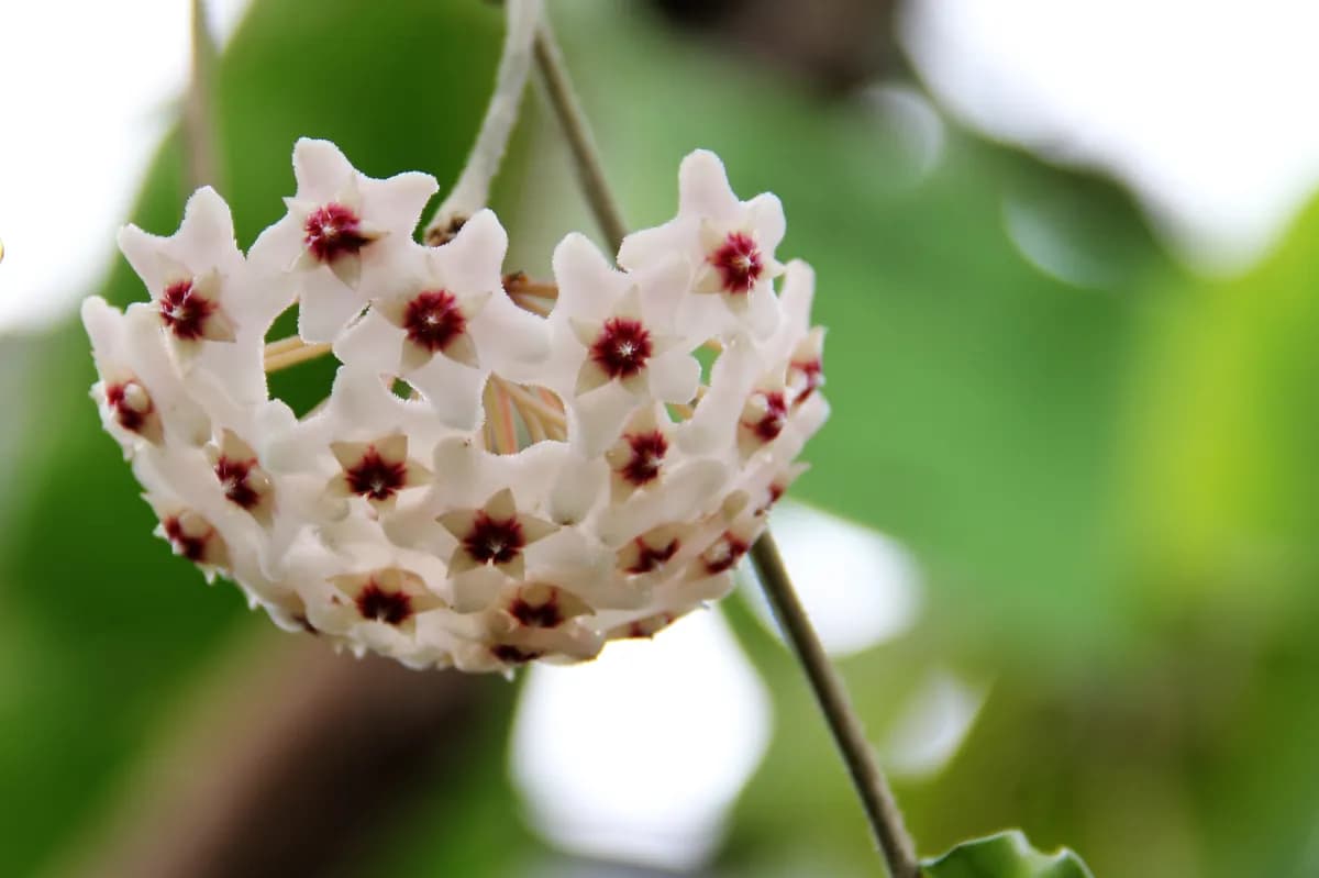 Hoya carnosa (flor de cera) — foto real