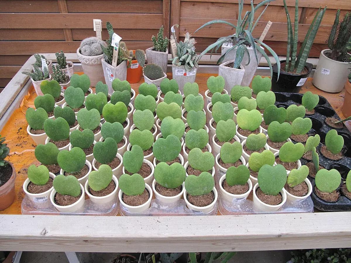 Hoya kerrii (planta corazón) — foto real