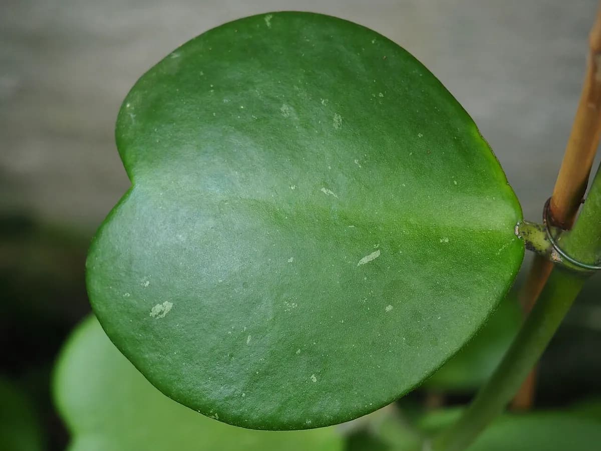 Hoya kerrii (planta corazón) — foto real