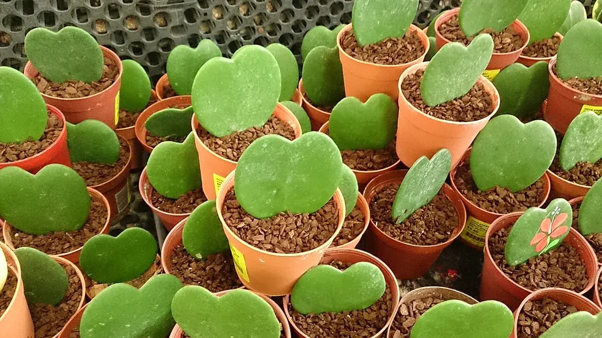 Hoya kerrii (planta corazón) — foto real