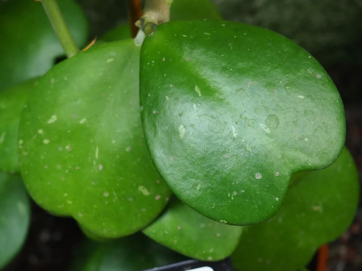 Hoya kerrii (planta corazón) — foto real