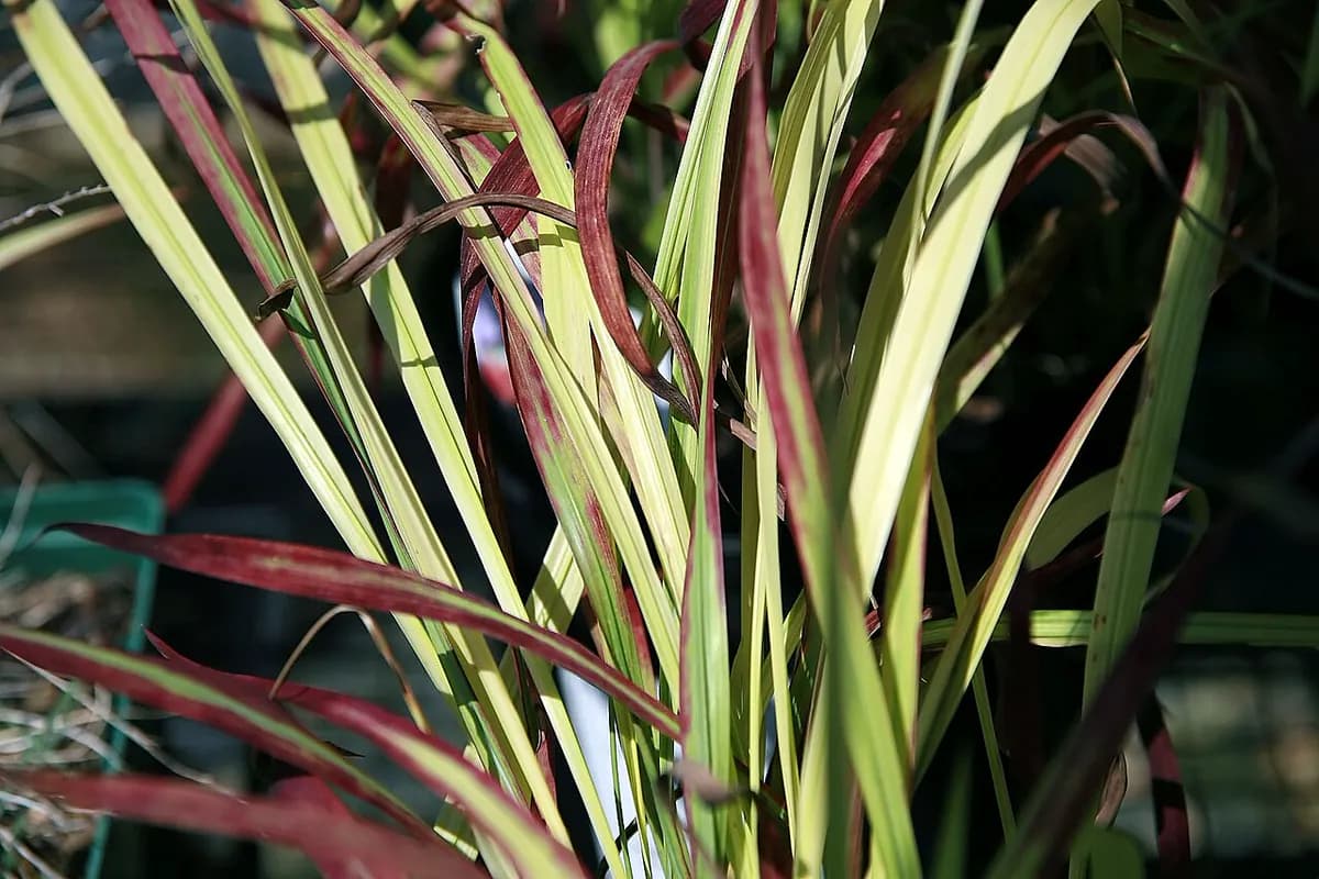 Imperata Red Baron — foto real
