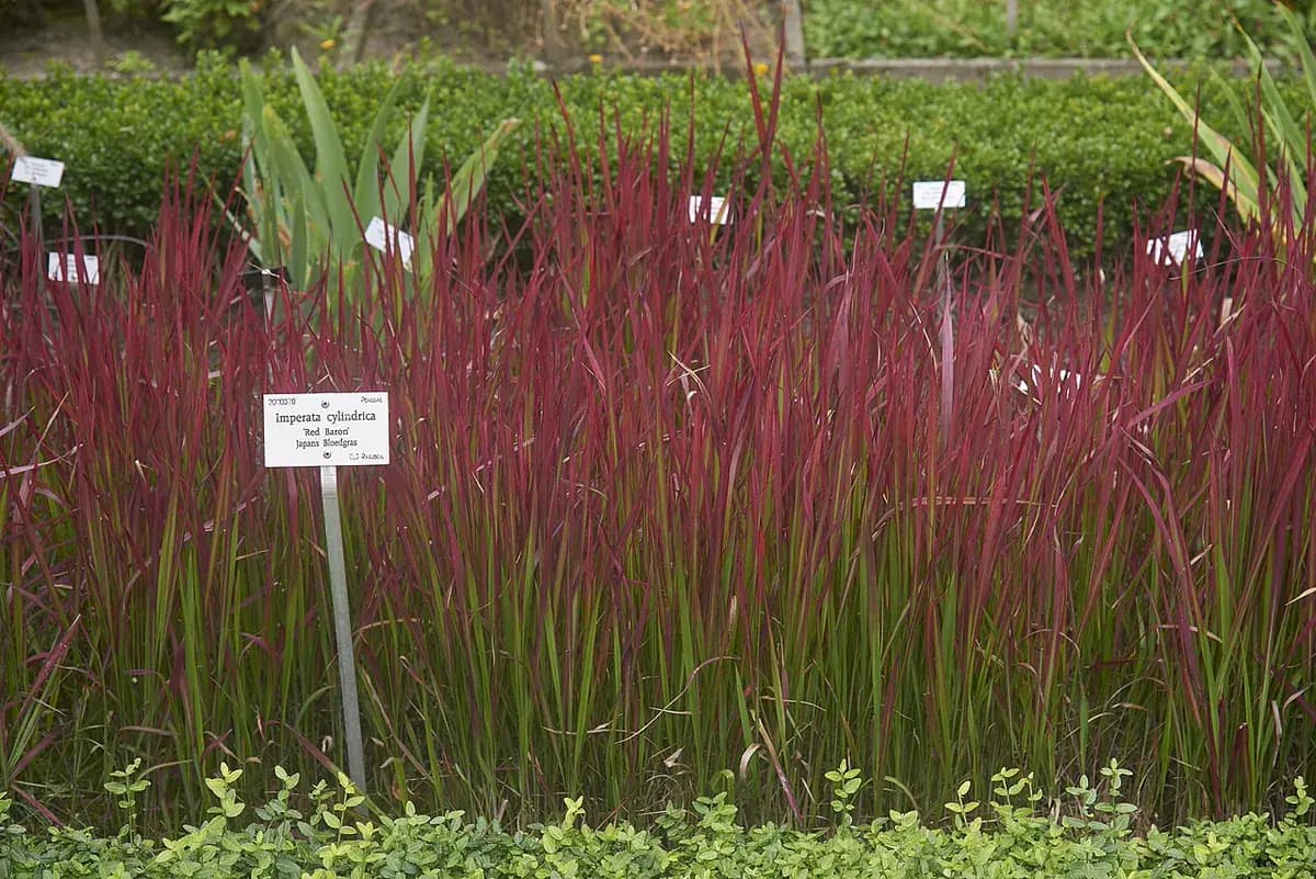 Imperata Red Baron — foto real