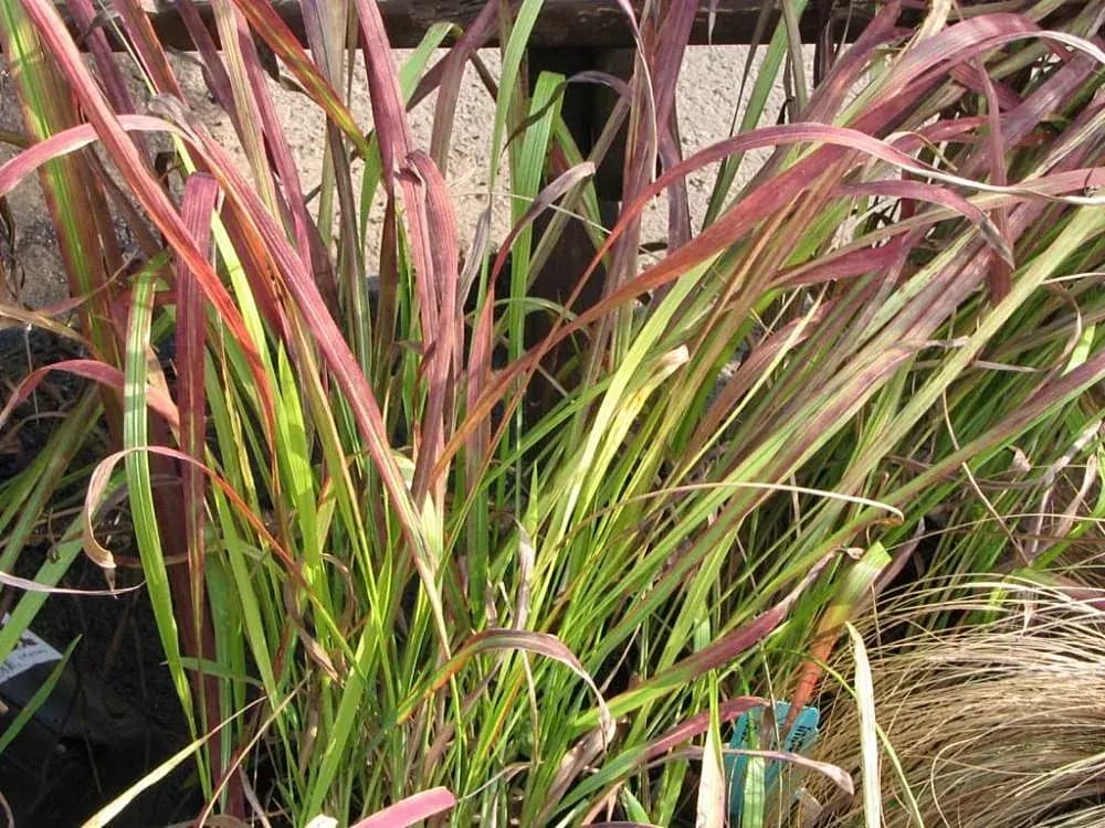 Imperata Red Baron — foto real