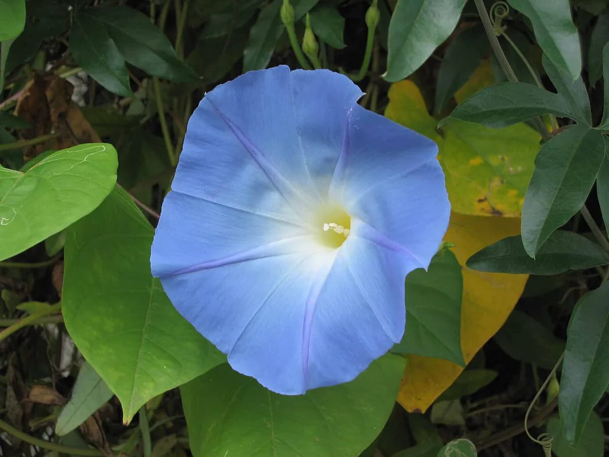 Campanilla / Ipomea — foto real