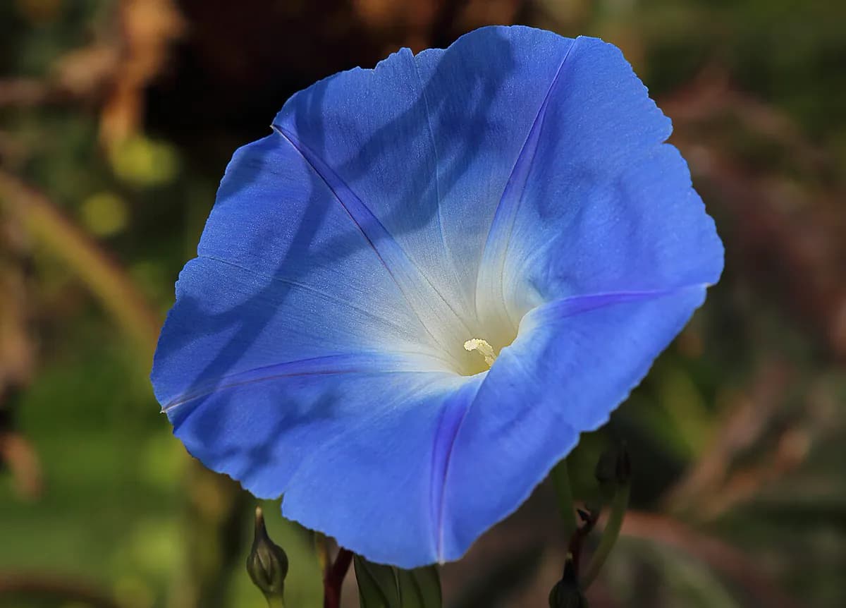 Campanilla / Ipomea — foto real