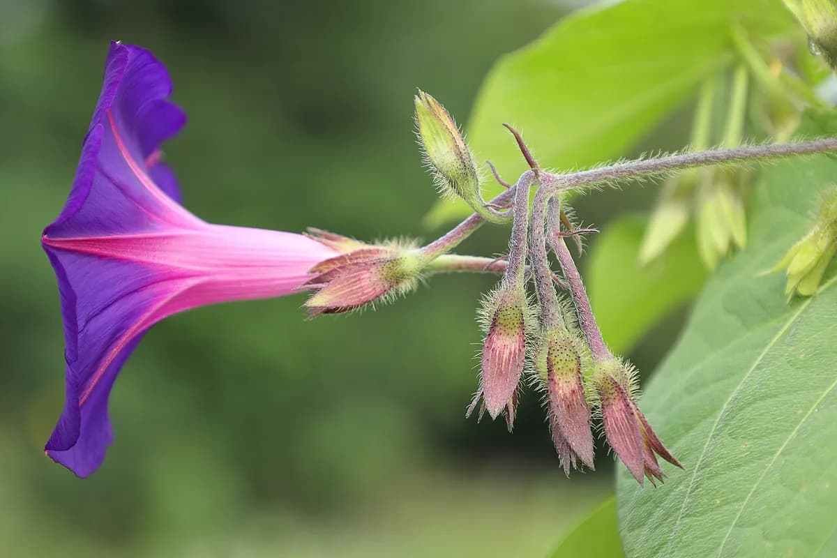 Campanilla / Ipomea — foto real