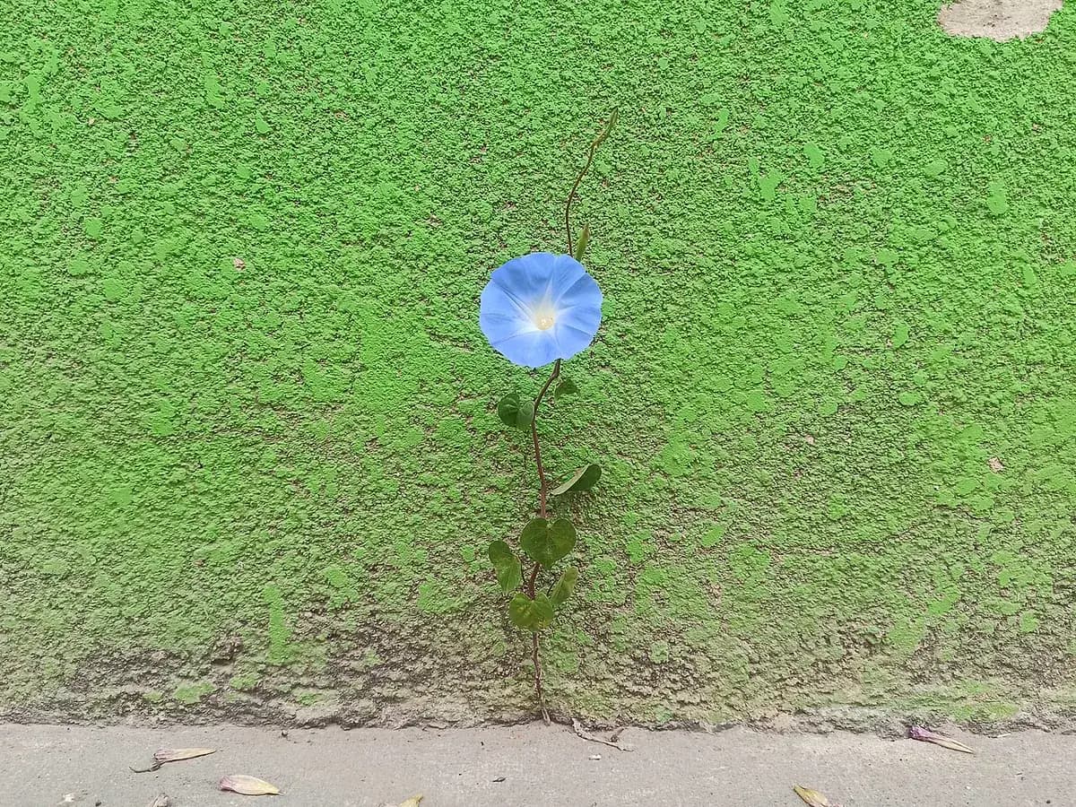 Campanilla / Ipomea — foto real