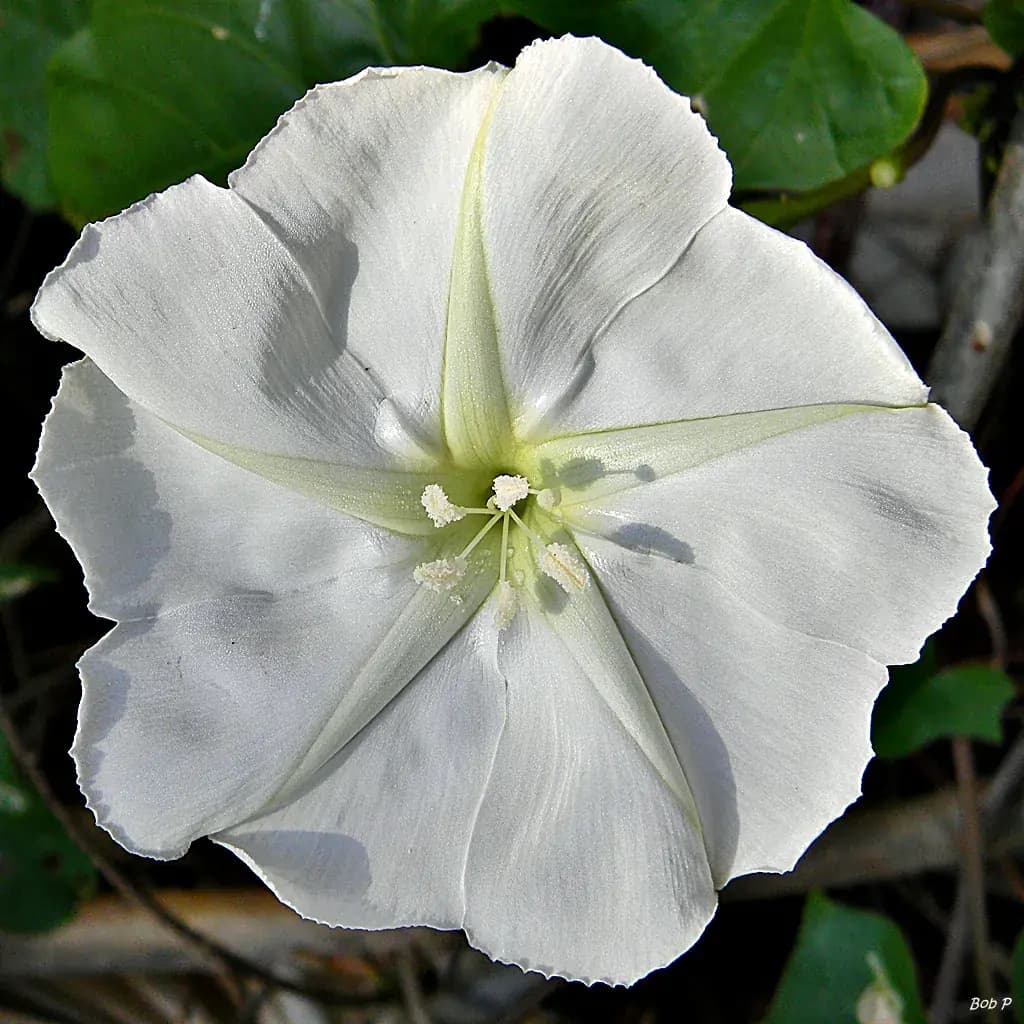 Dama de noche (Moonflower) — foto real