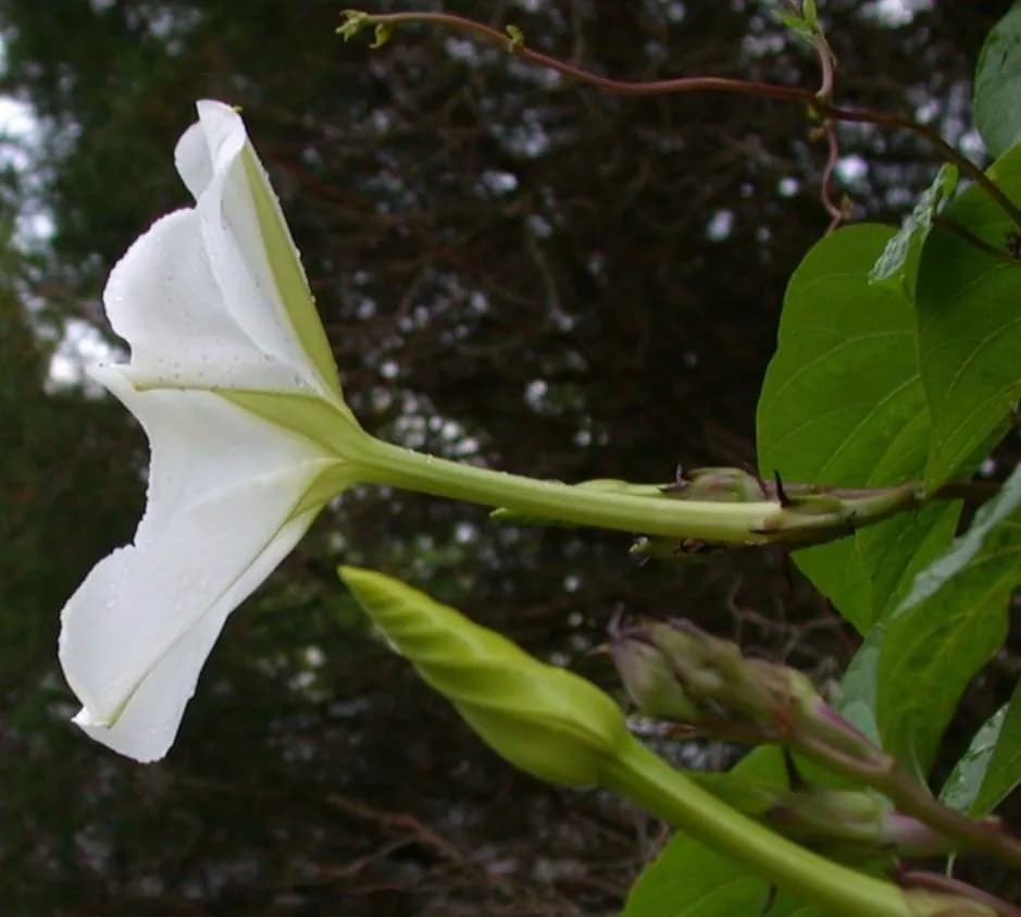 Dama de noche (Moonflower) — foto real