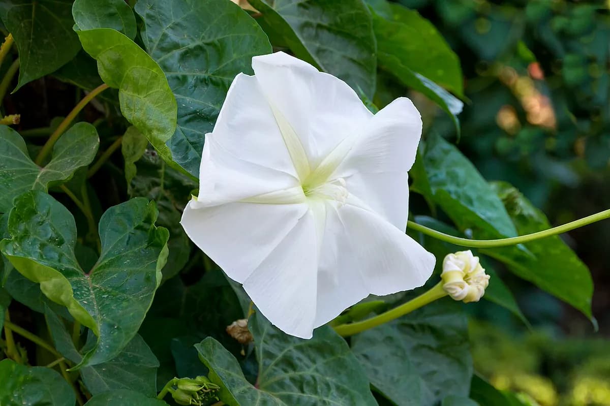 Dama de noche (Moonflower) — foto real