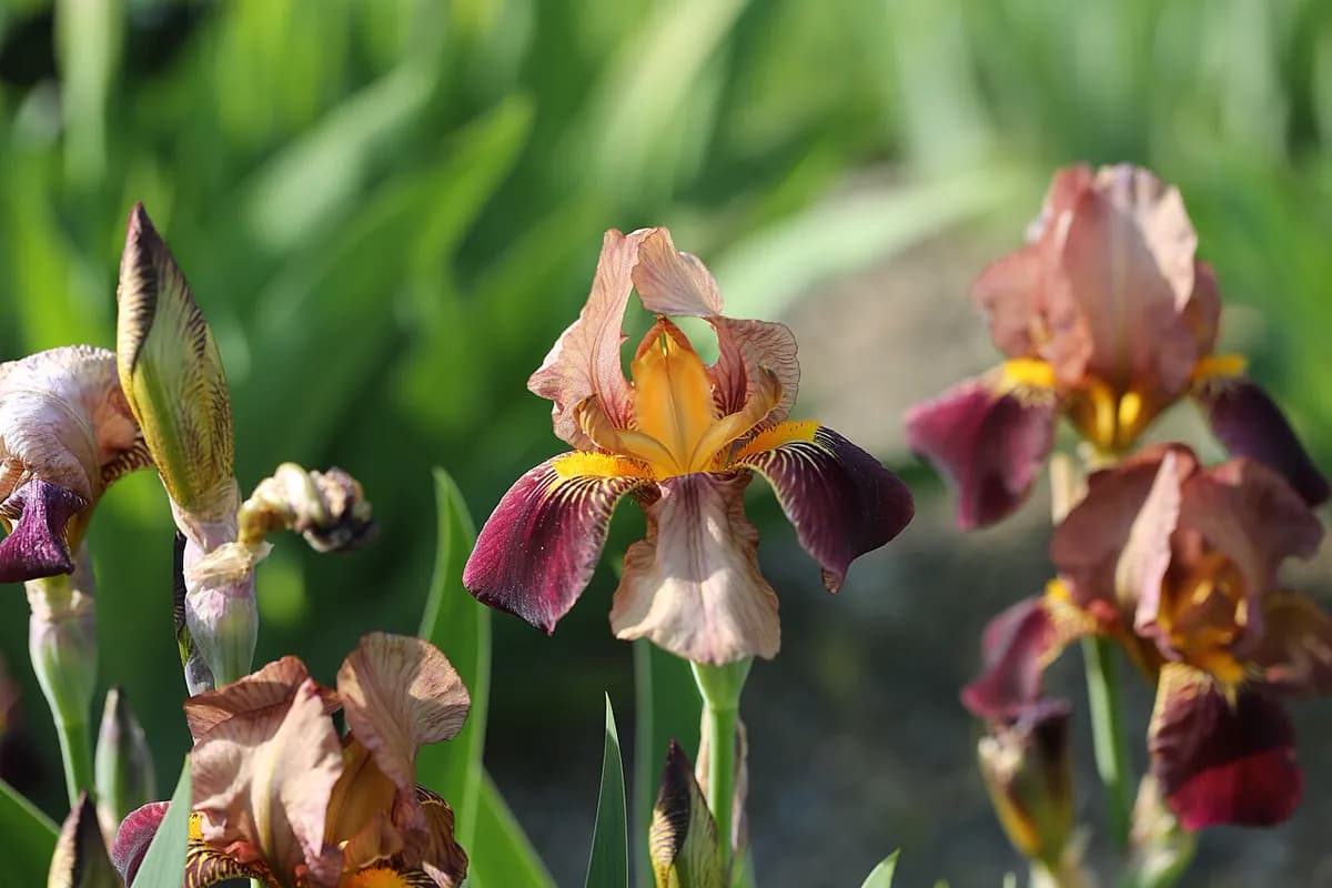Lirio de los jardines — foto real