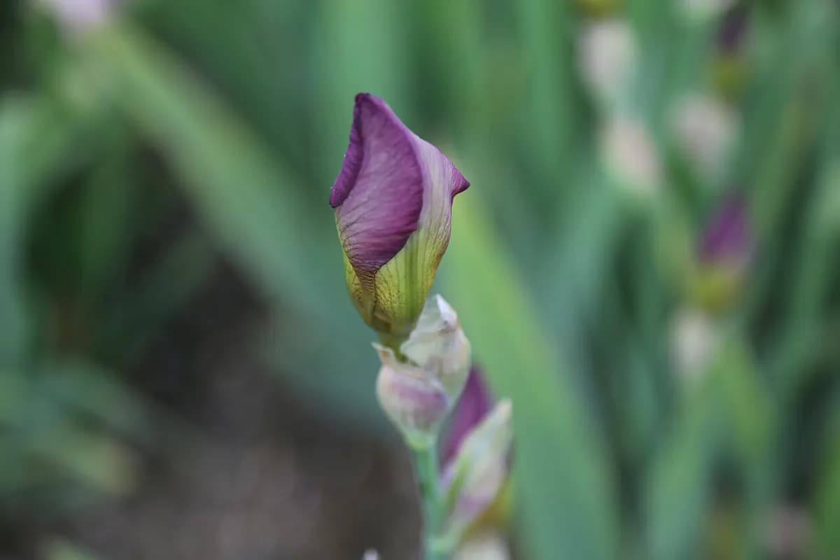Lirio de los jardines — foto real