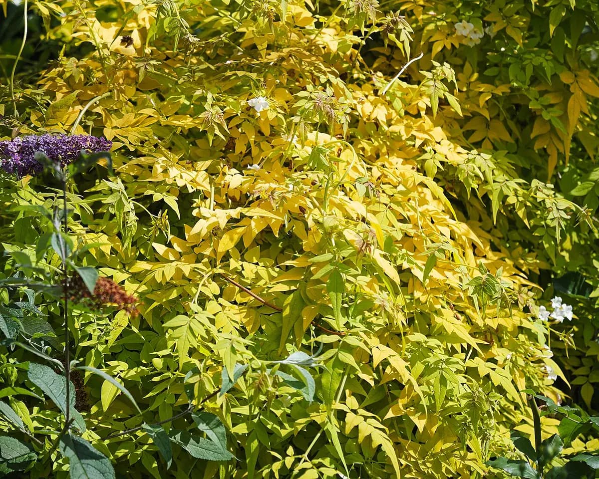 Jazmín común — foto real