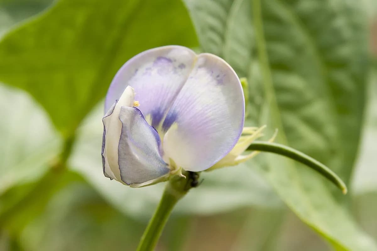 Judía Emerite (perona) — foto real