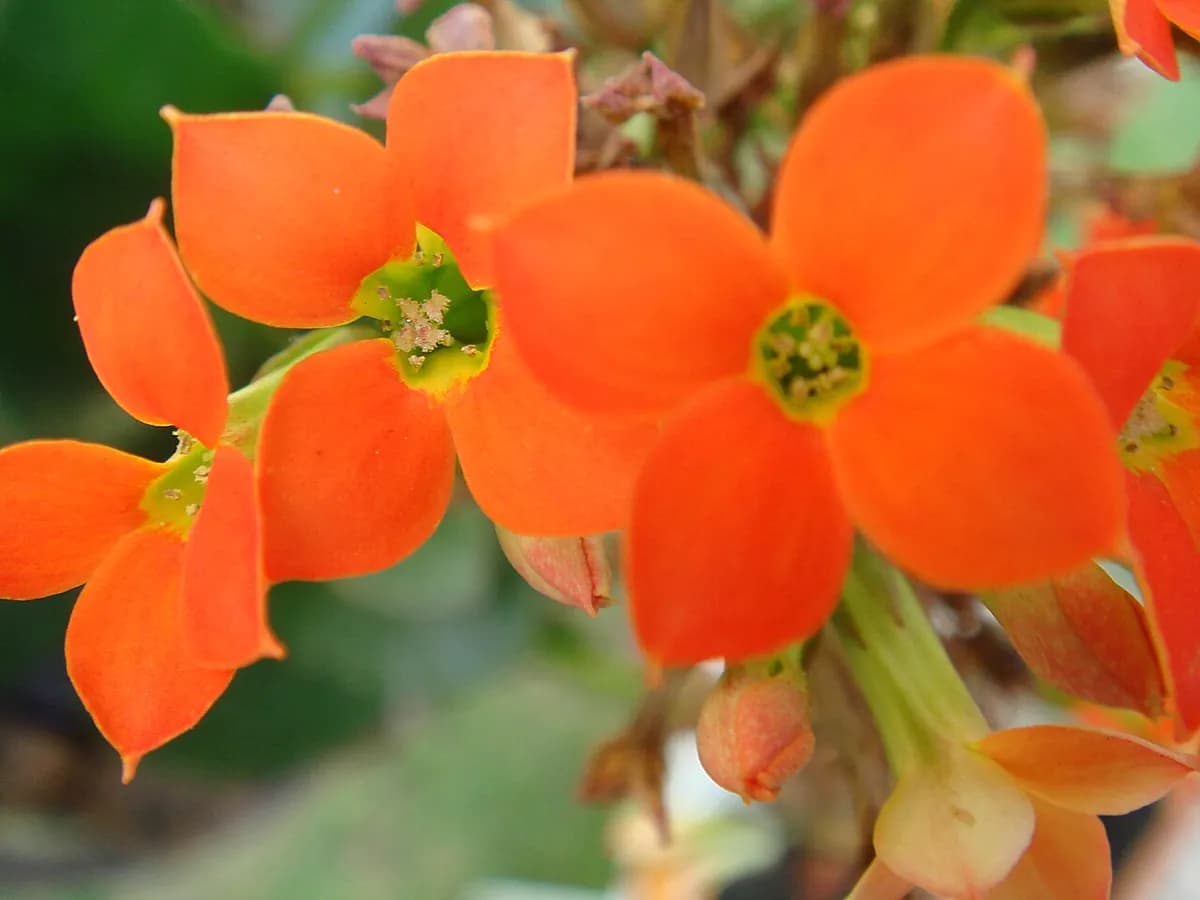 Kalanchoe — foto real