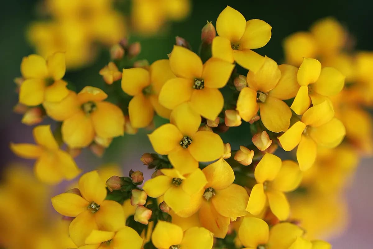 Kalanchoe — foto real