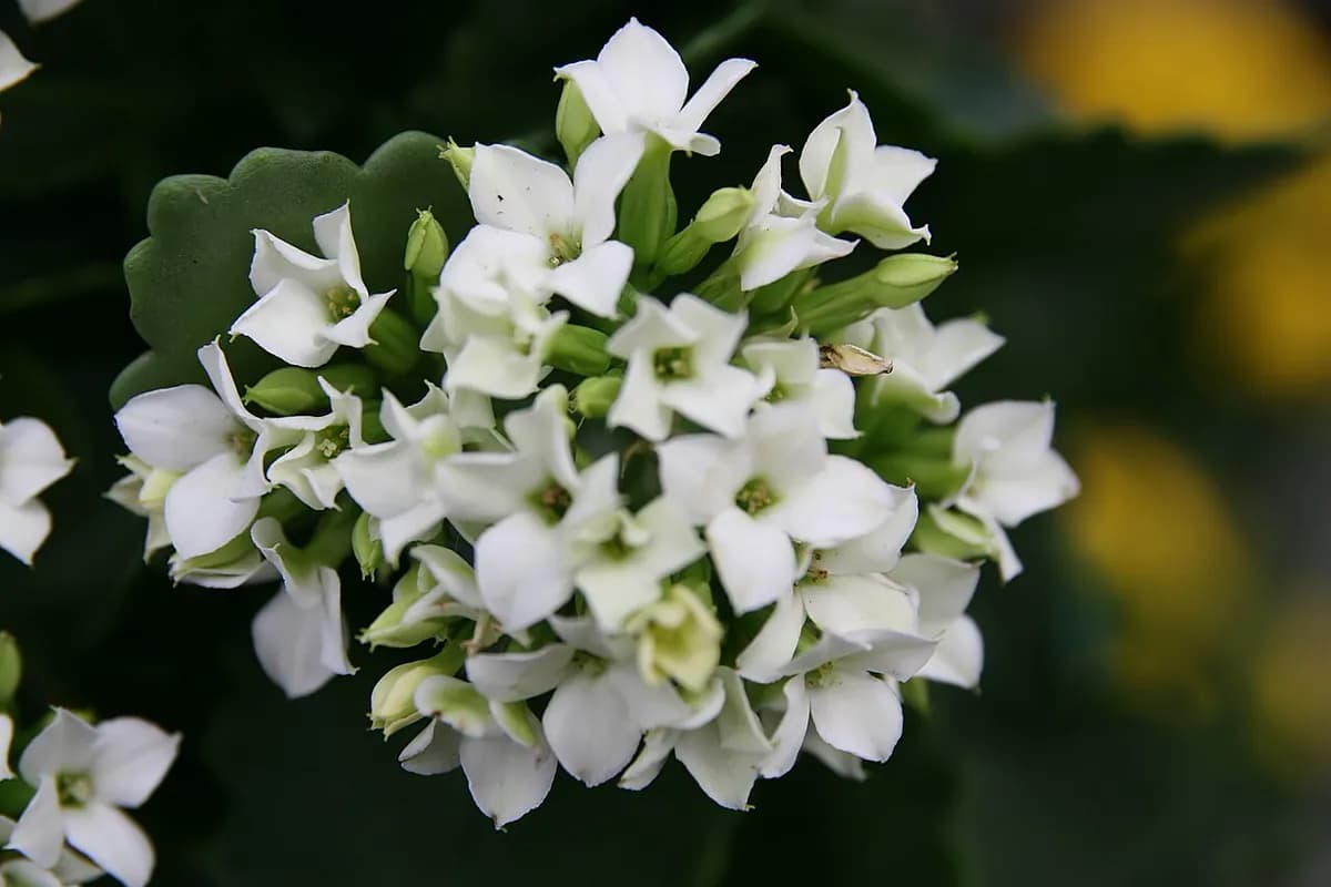 Kalanchoe — foto real