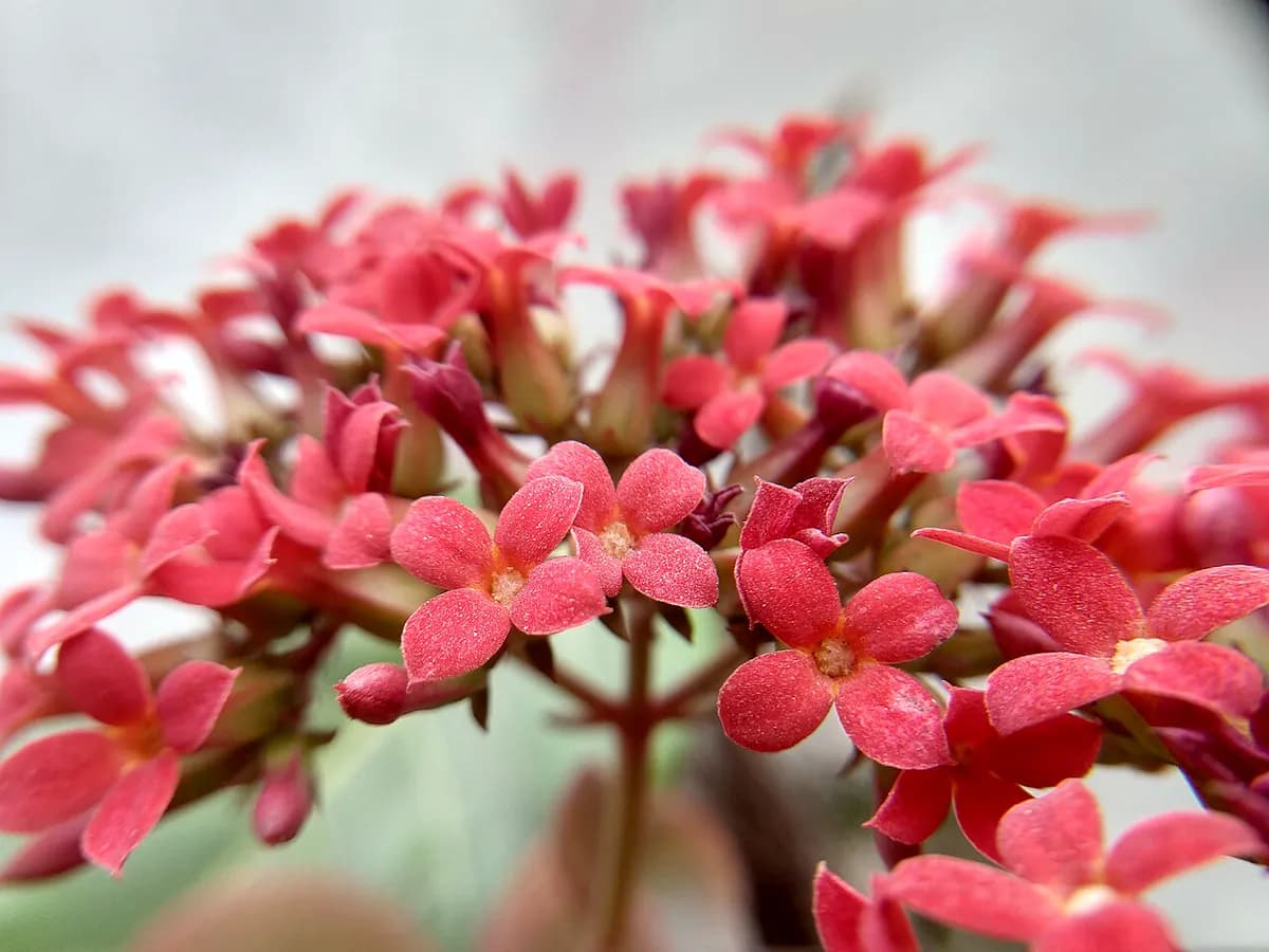 Kalanchoe — foto real