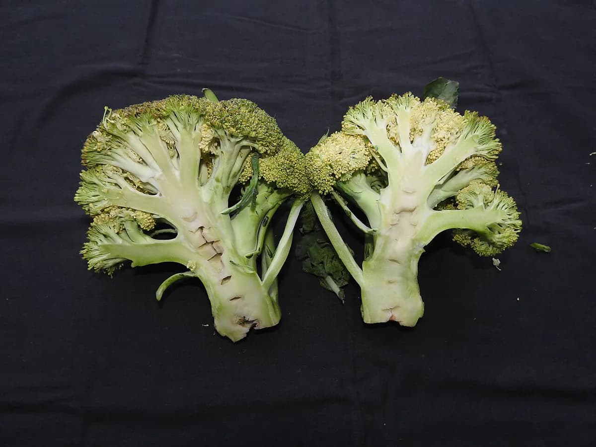 Kale Cavolo Nero — foto real
