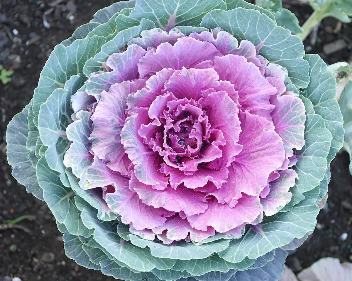 Kale Cavolo Nero — foto real