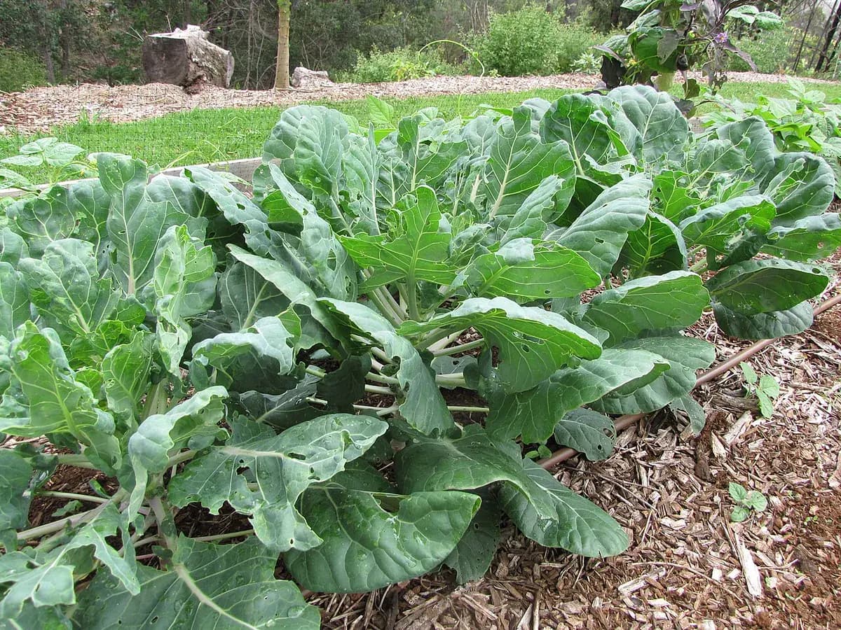 Kale Cavolo Nero — foto real