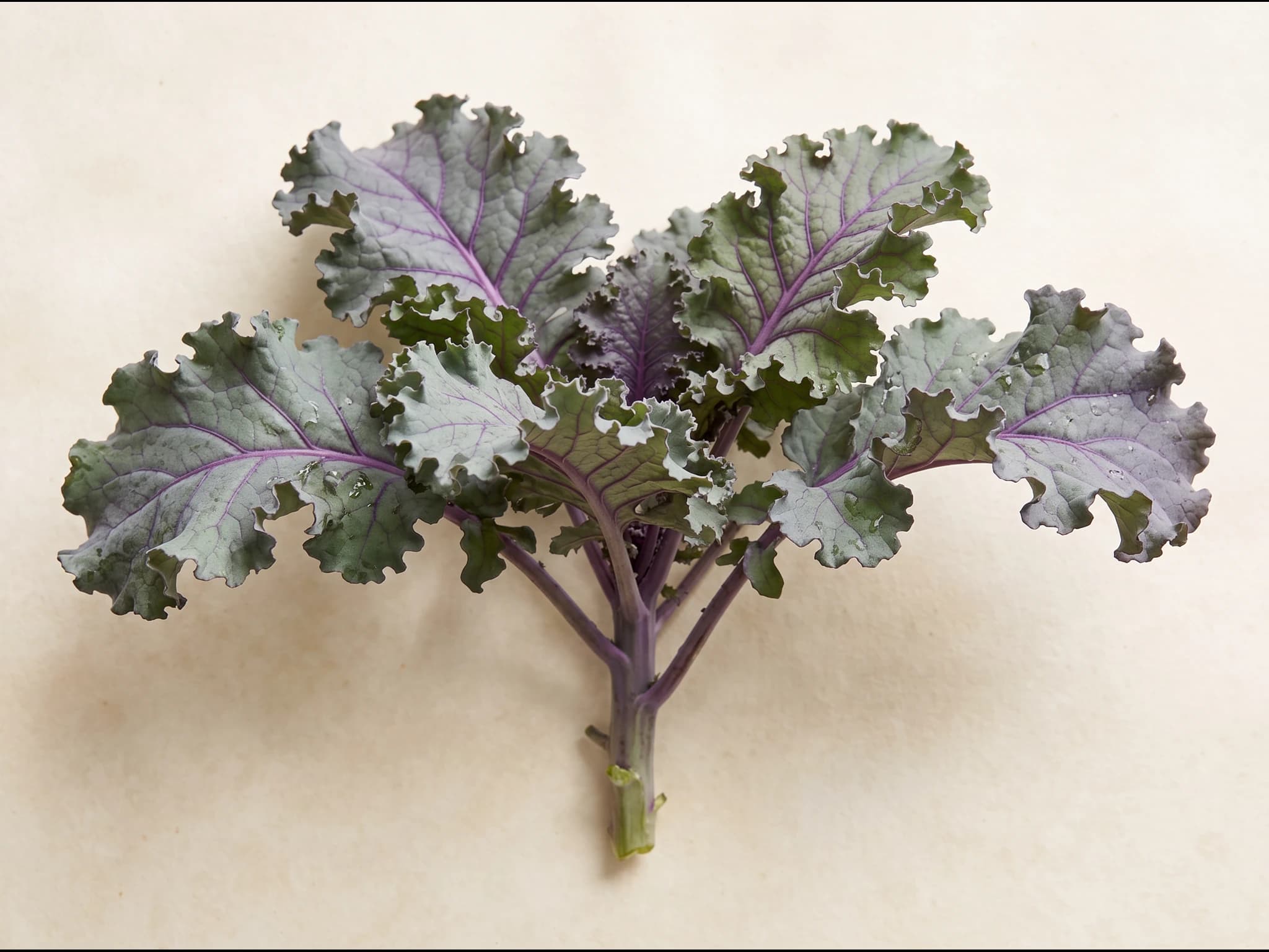 Kale red russian — fruto / cosecha (IA)