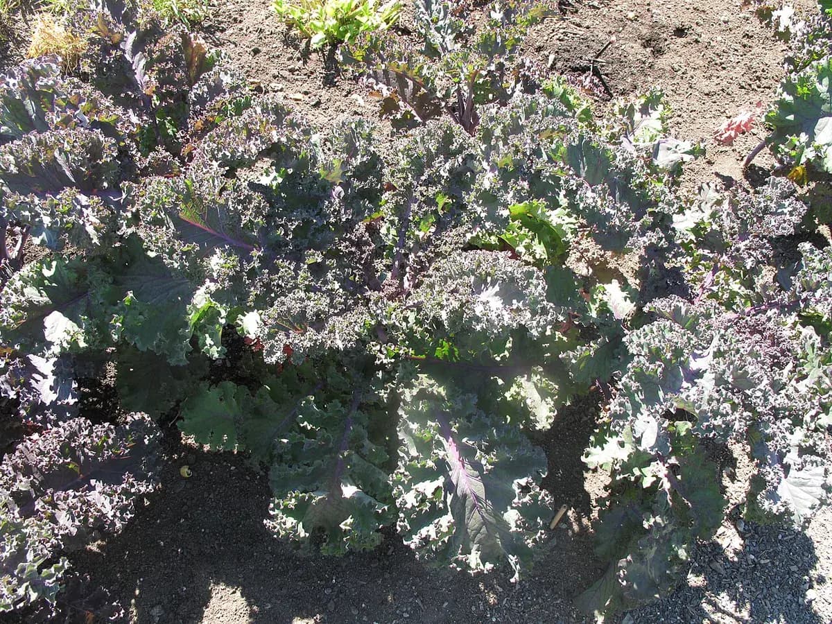 Kale rizado — foto real