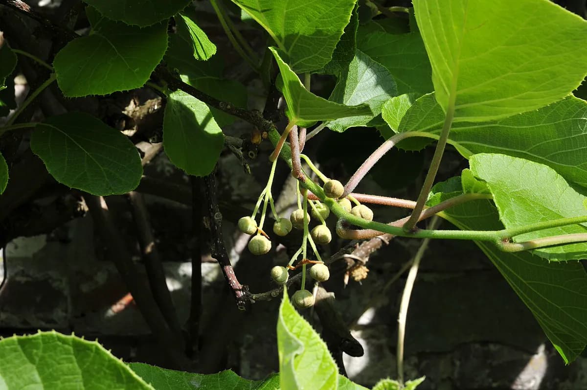 Kiwi Hayward — foto real