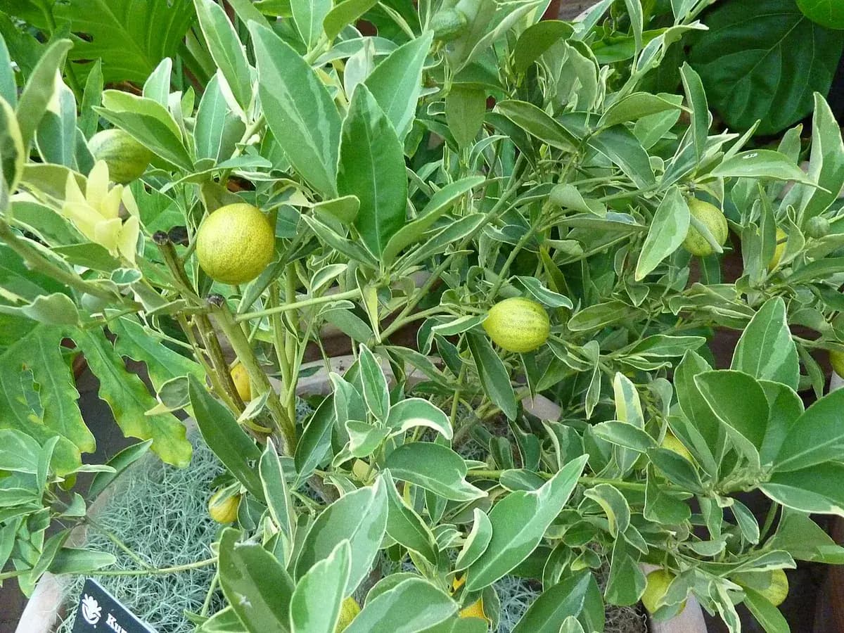 Kumquat (naranjo enano) — foto real