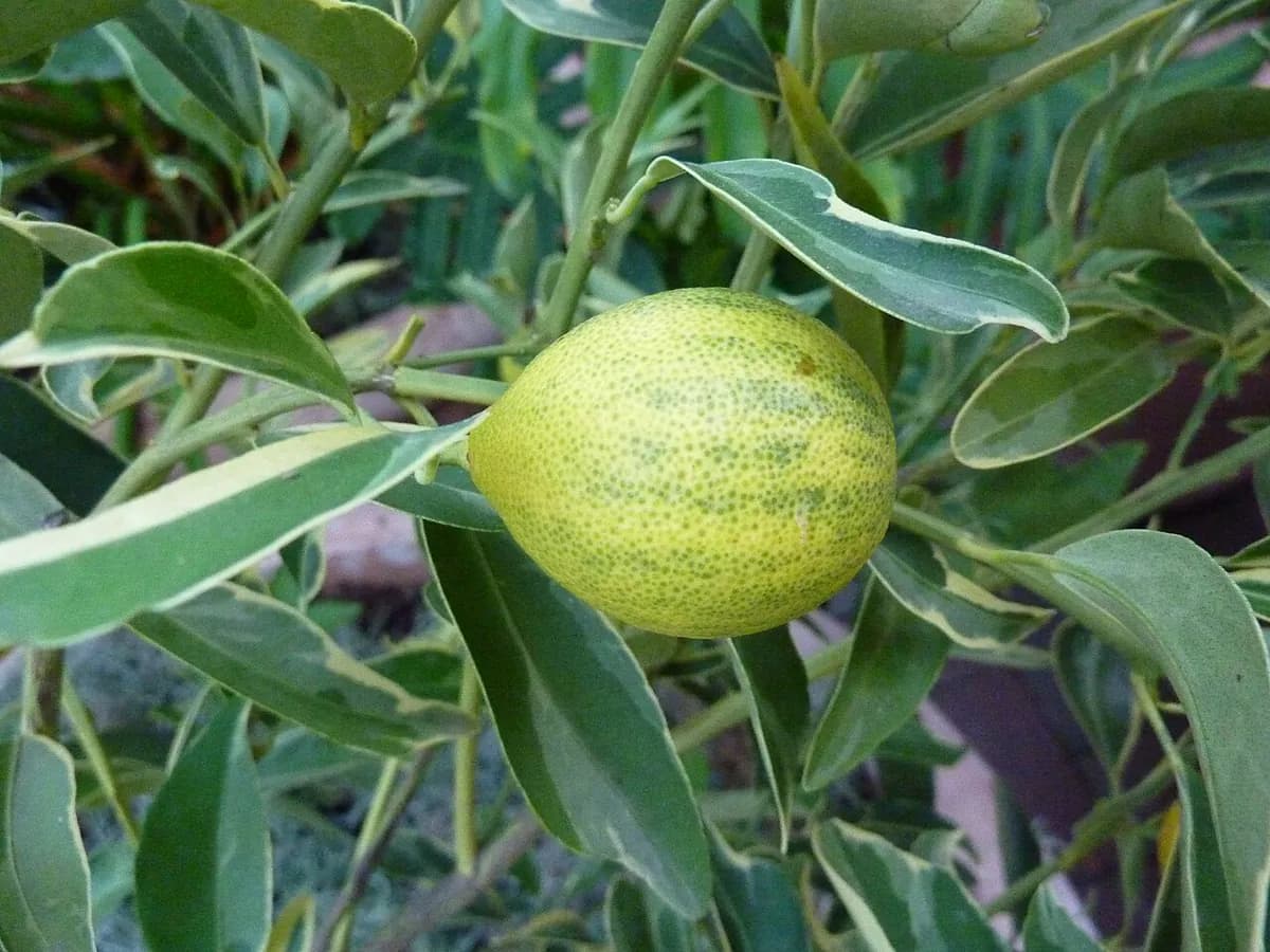 Kumquat (naranjo enano) — foto real