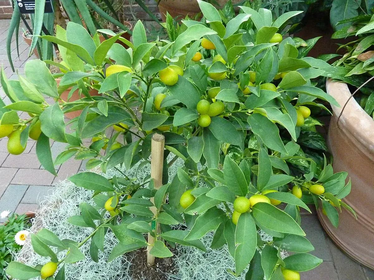 Kumquat (naranjo enano) — foto real