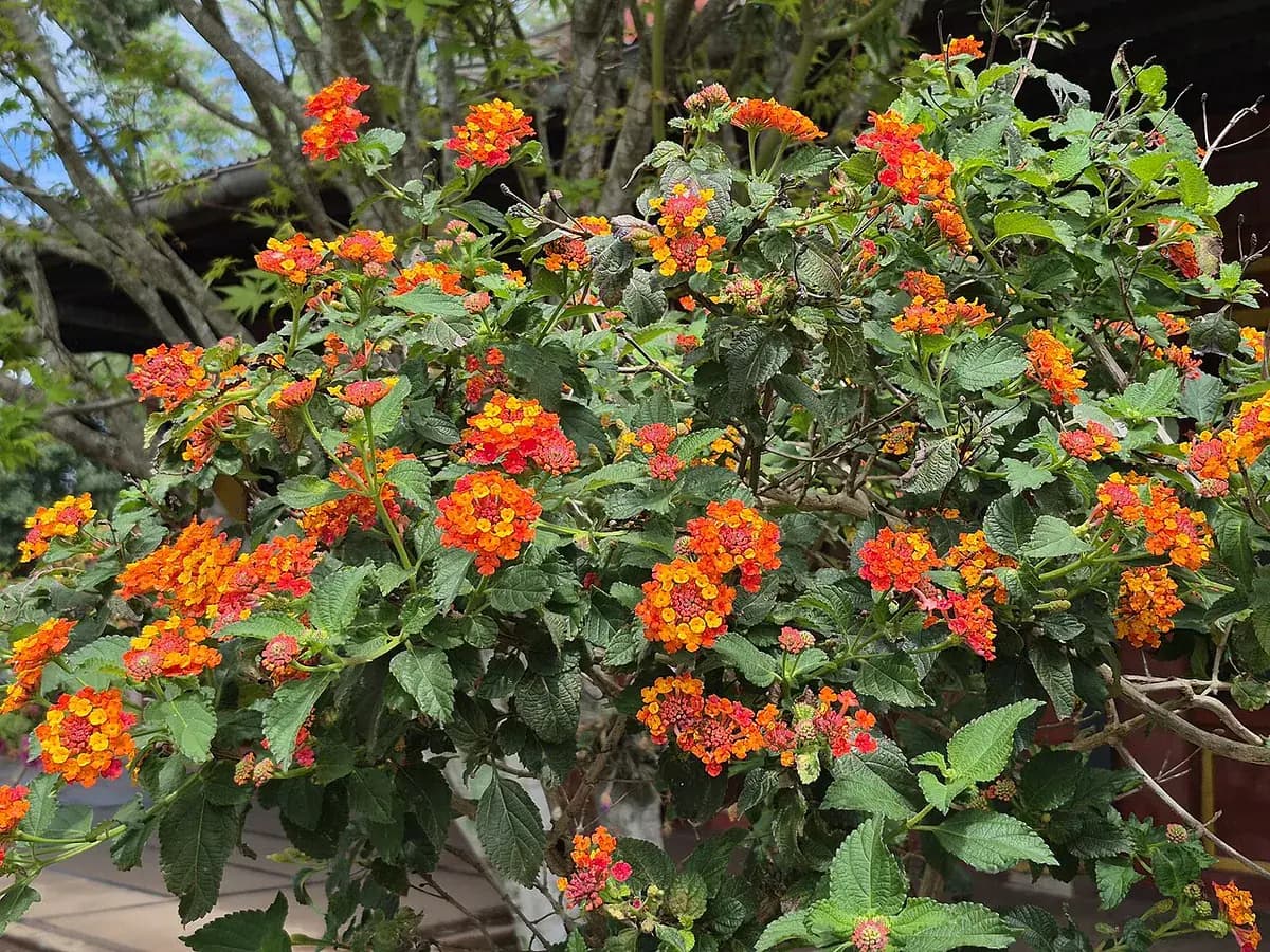 Lantana — foto real