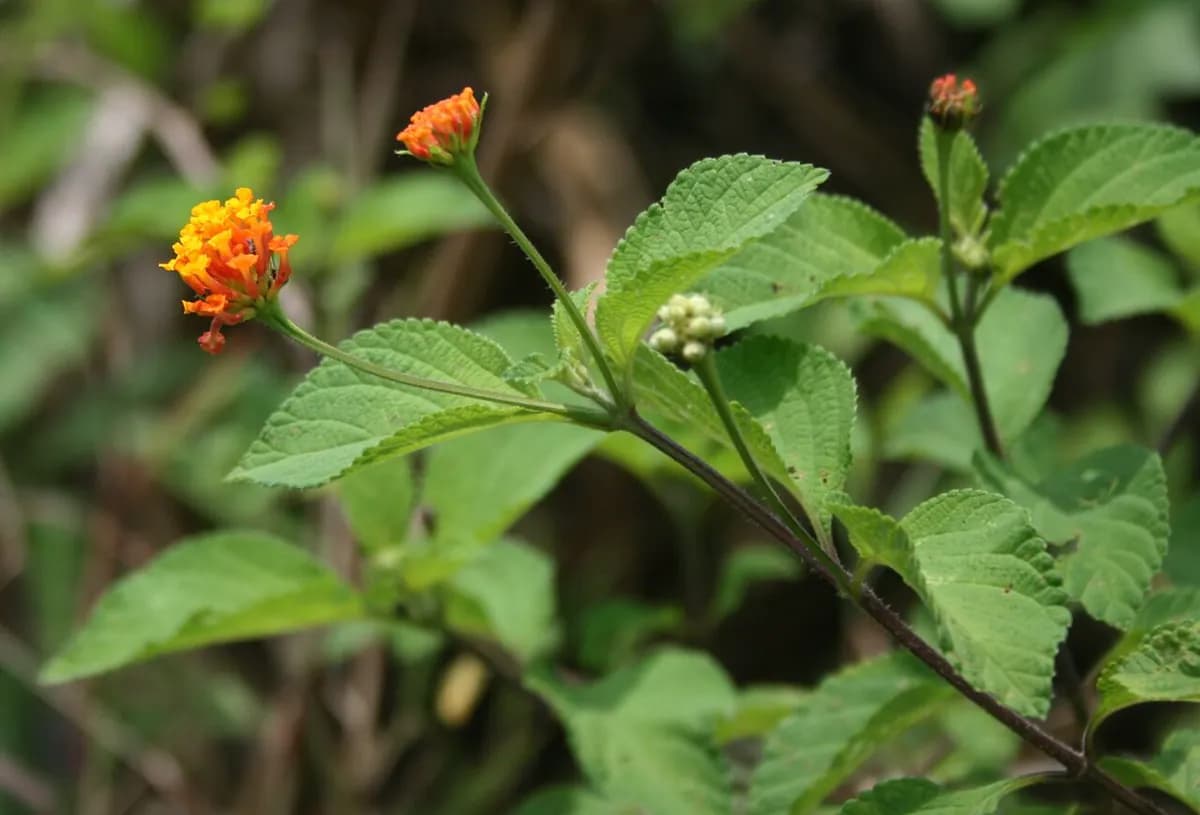 Lantana — foto real