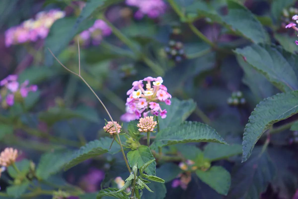Lantana — foto real