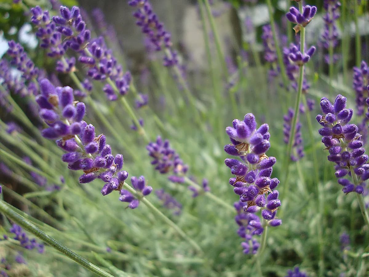 Lavanda Hidcote — foto real