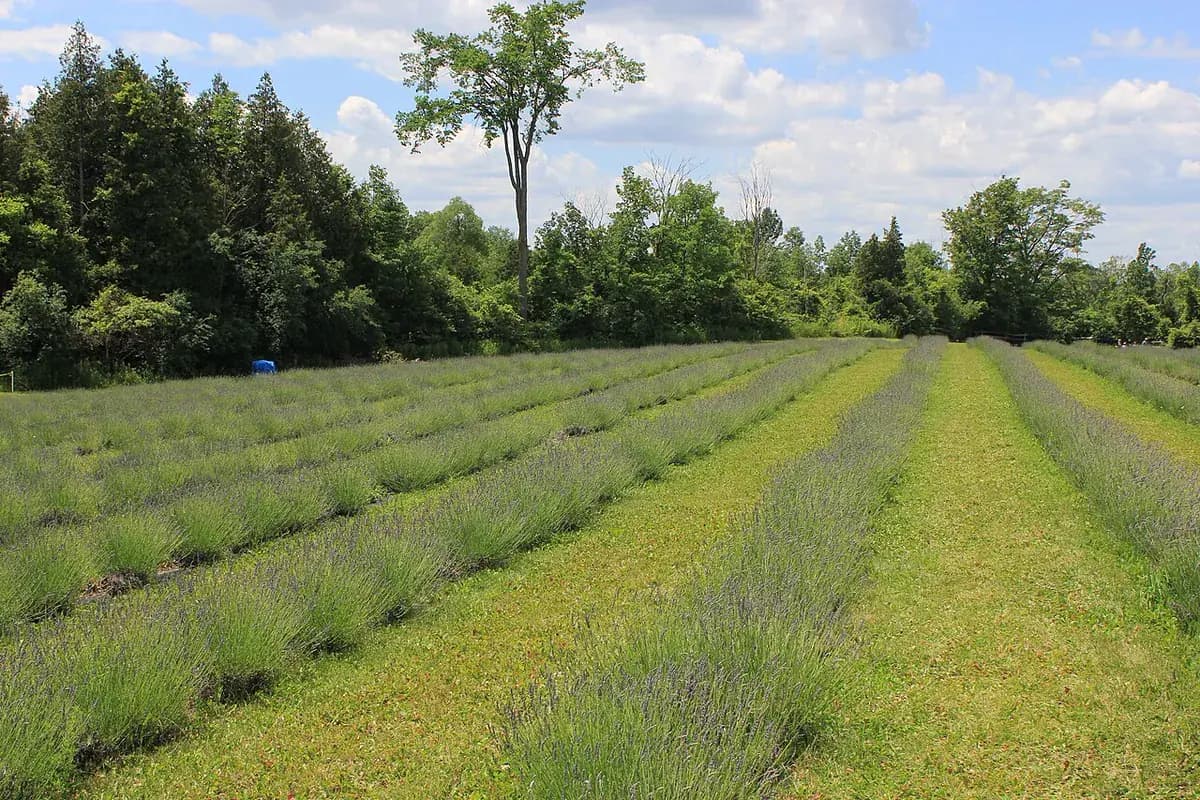 Lavanda Hidcote — foto real