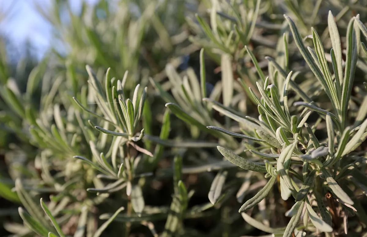 Lavanda Hidcote — foto real