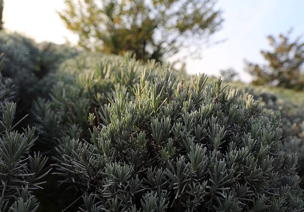 Lavanda inglesa — foto real
