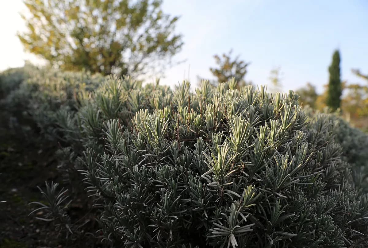 Lavanda inglesa — foto real