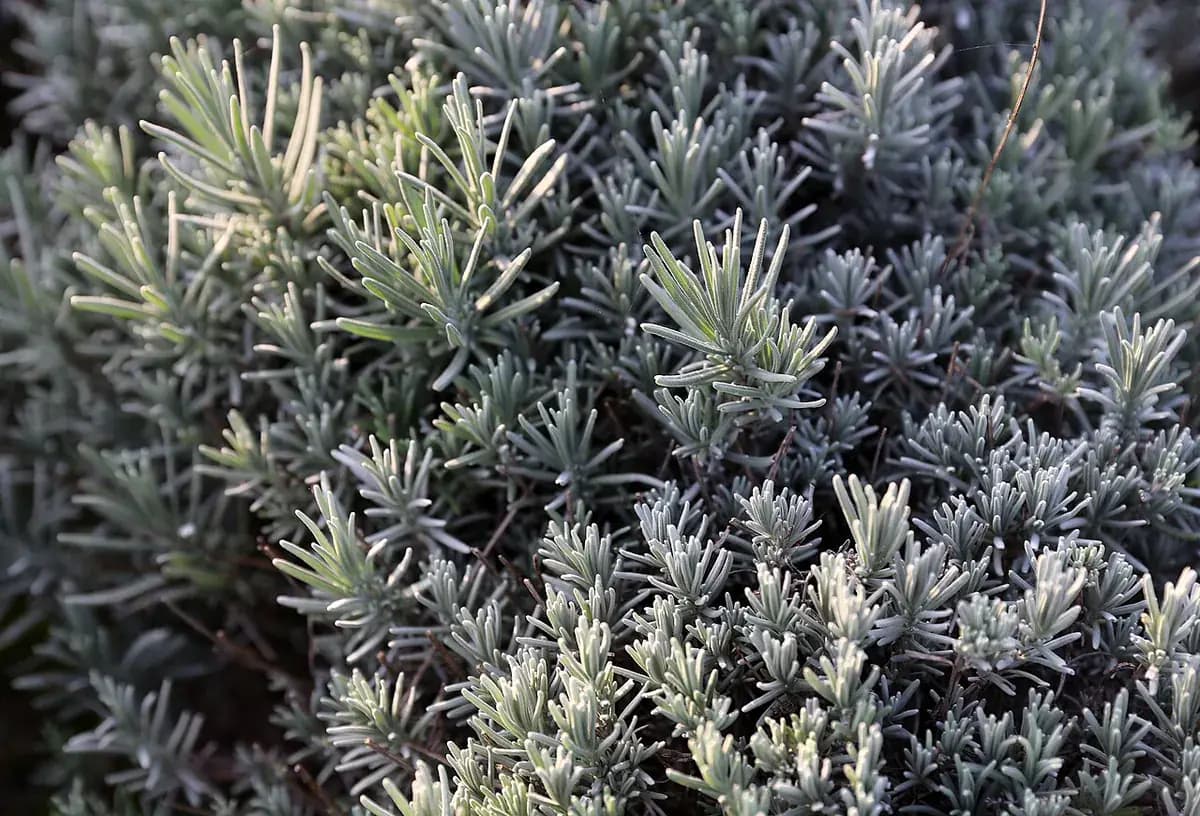 Lavanda inglesa — foto real