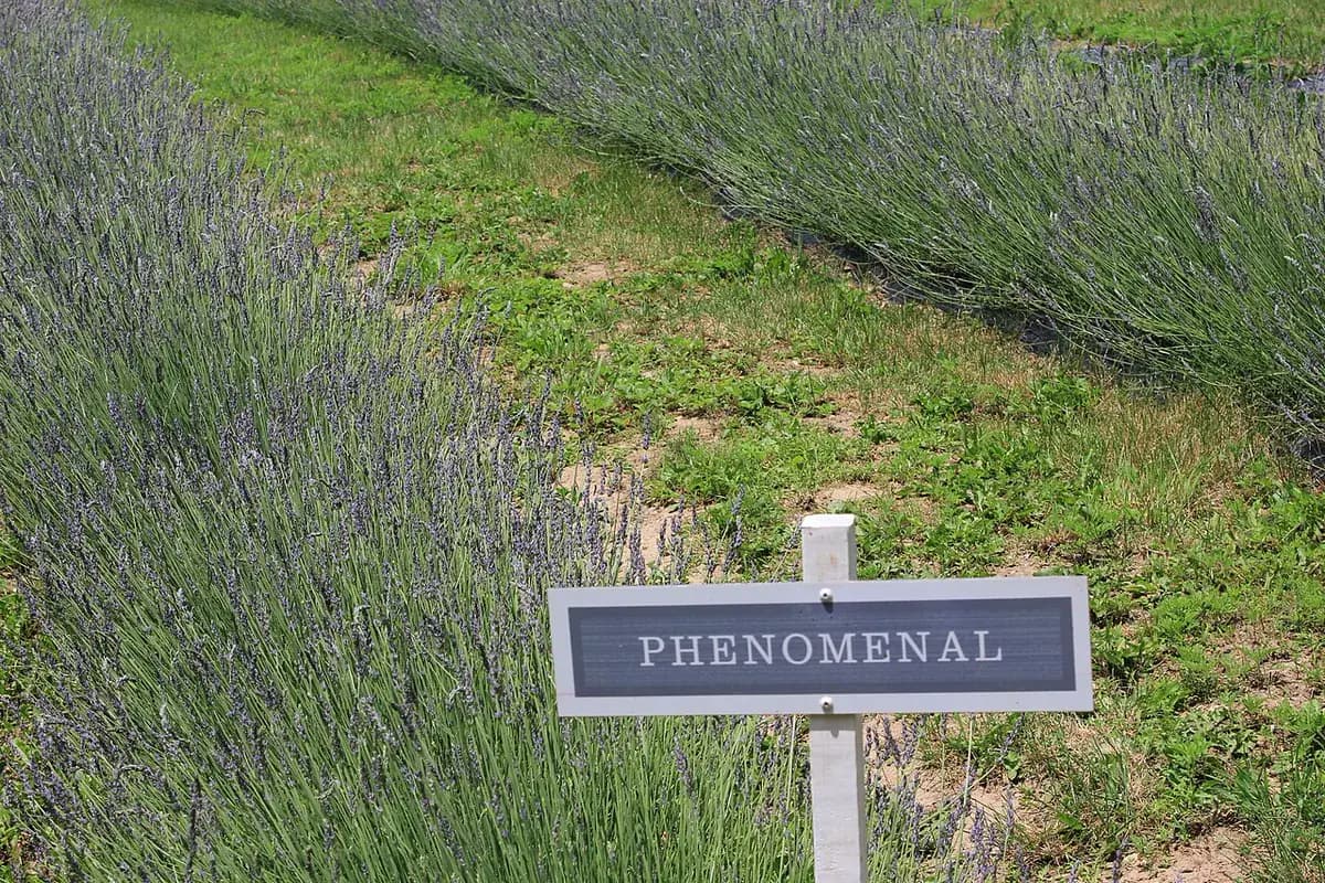 Lavanda inglesa — foto real