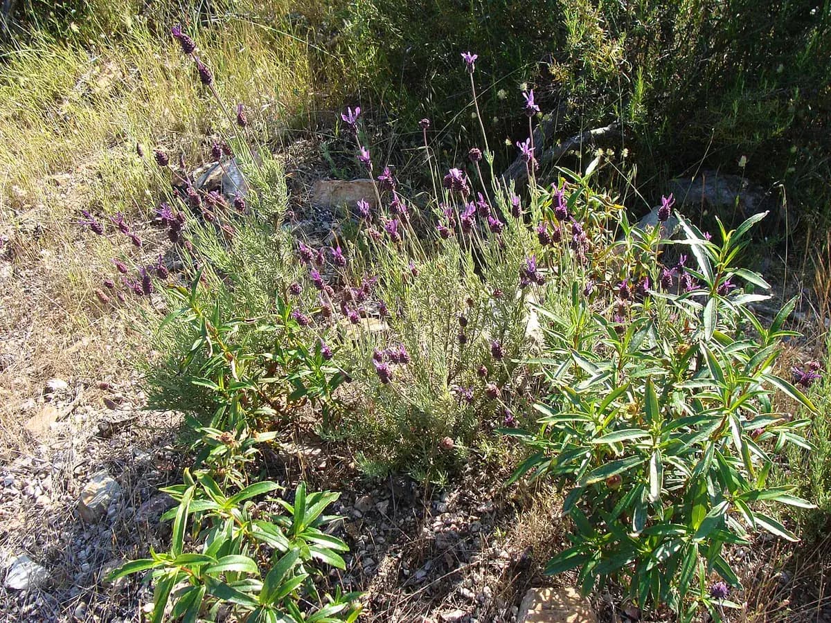 Lavanda Papallon (dientada) — foto real