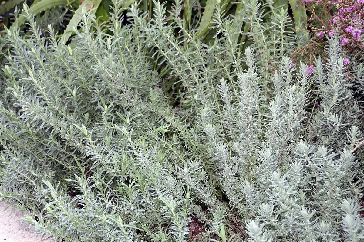 Lavanda Papallon (dientada) — foto real